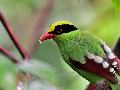 Common Green Magpie